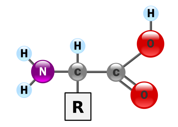 アミノ酸の構造と性質