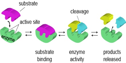 酵素とは－構造・性質・反応速度－