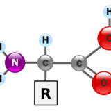 α-アミノ酸・β-アミノ酸の違いとは？