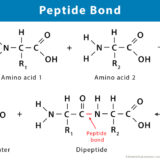 アミド結合とペプチド結合の違いとは？